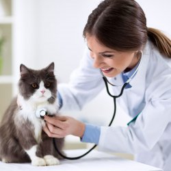 veterinary